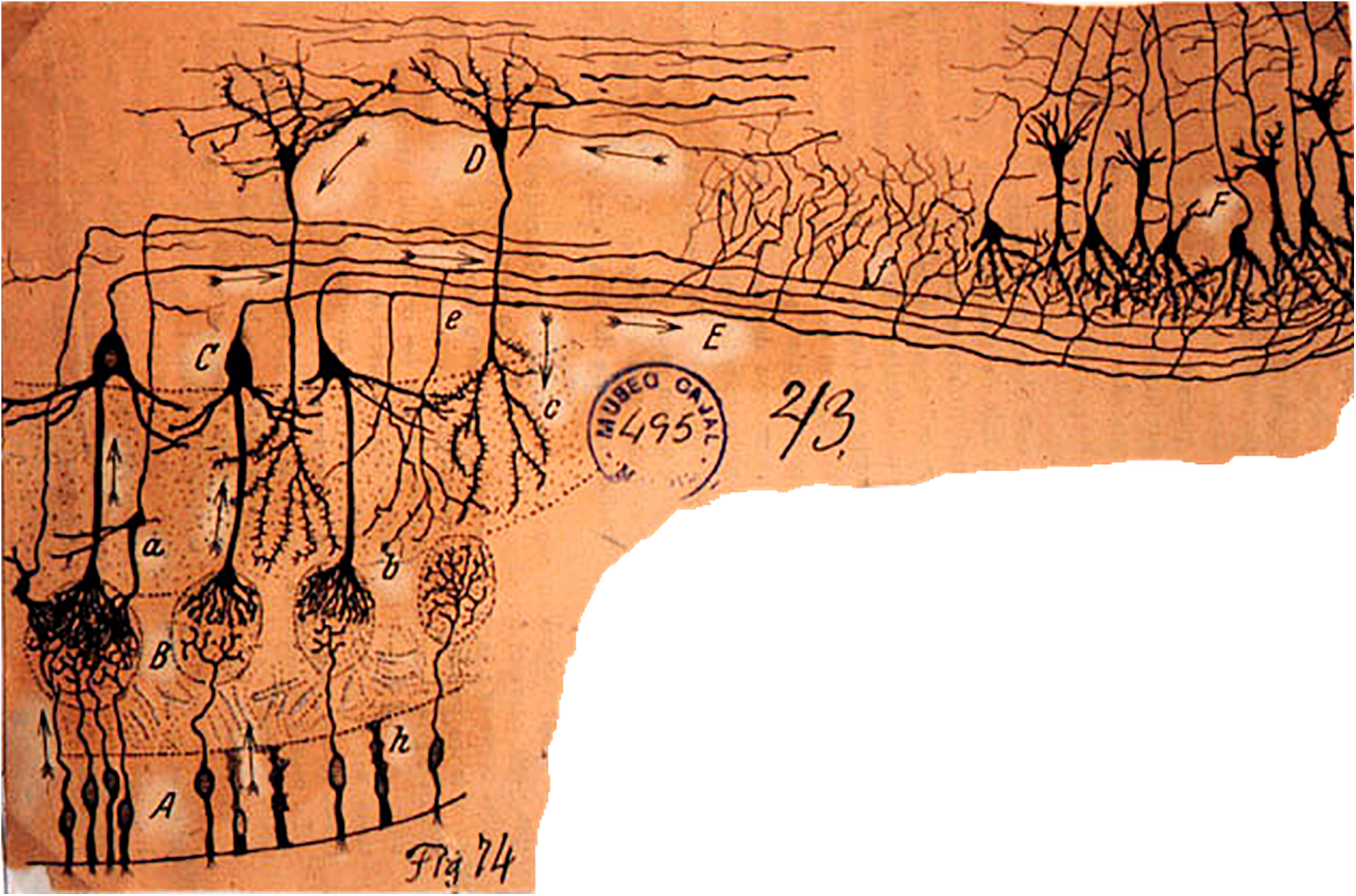 Frontiers | An Evolutionary Microcircuit Approach to the Neural