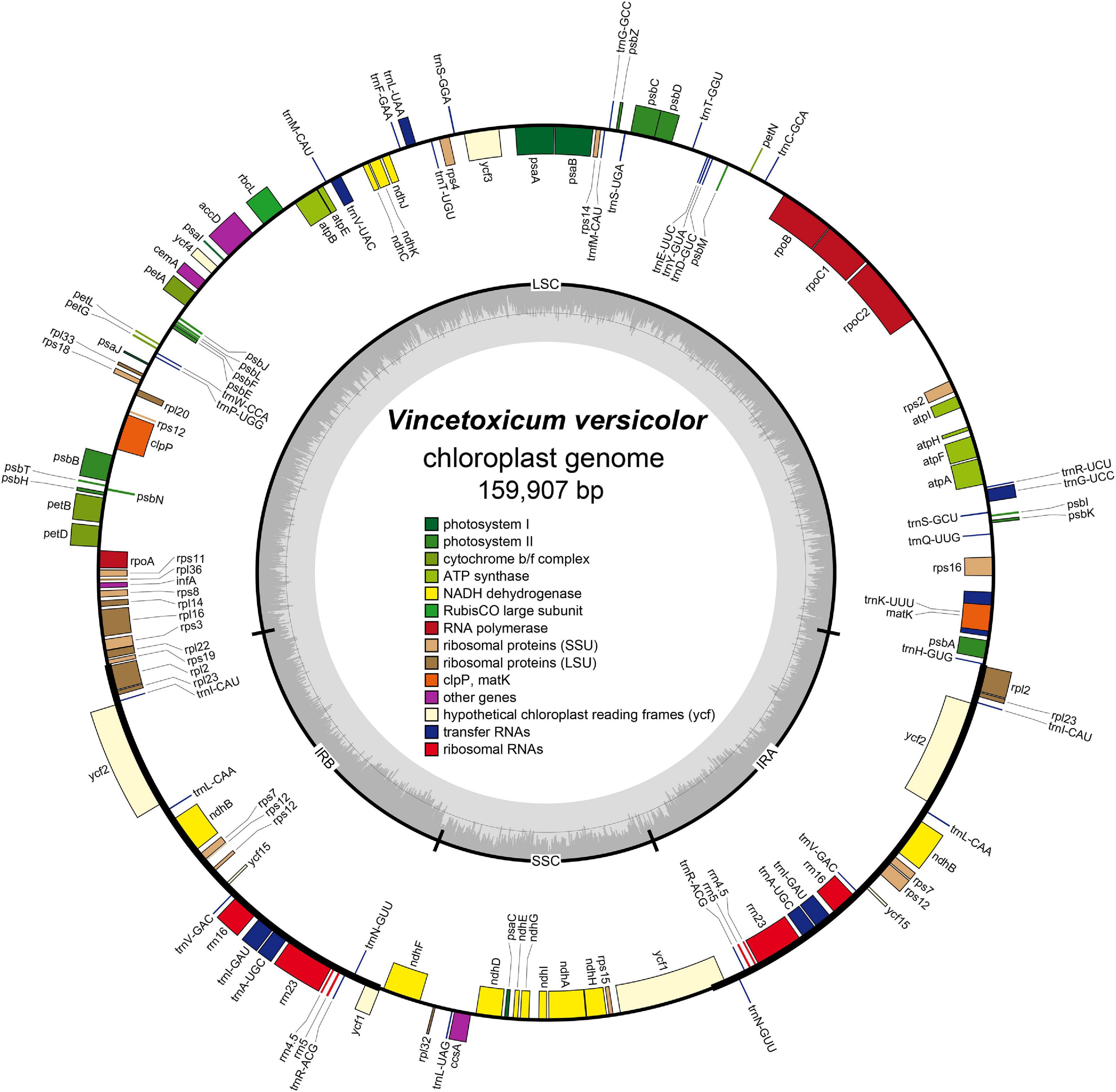 Frontiers | Transcriptome and Comparative Chloroplast Genome