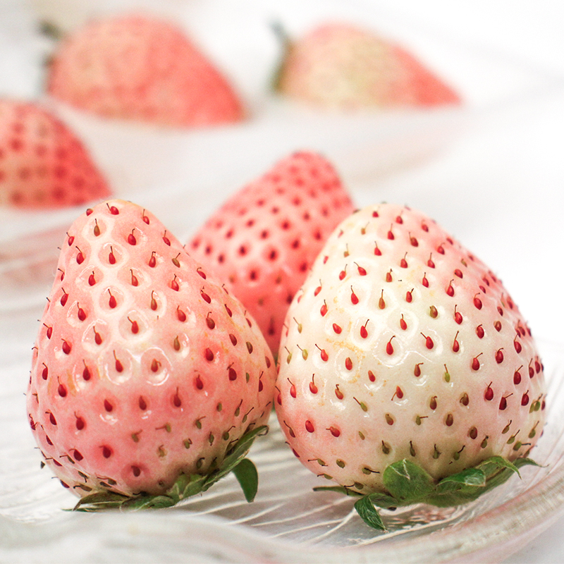 輸入・国産青果物専門商社≪ベルフーズ≫ 佐賀産 ピンクいちご≪天の