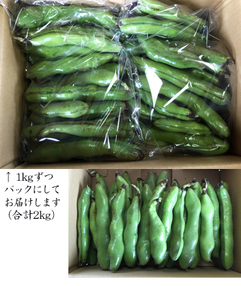 鹿児島県指宿産 そらまめ A品ML混合 野菜 アグリスタイル | G-Call
