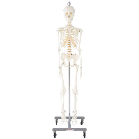 日本人女性骨格交連複製模型，吊下げ式 | 日本スリービー・サイエン