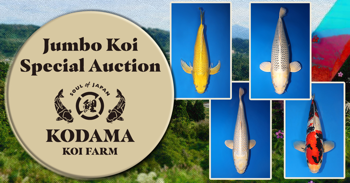 Giant Jumbo Koi Special Auction Archives - Kodama Koi Farm