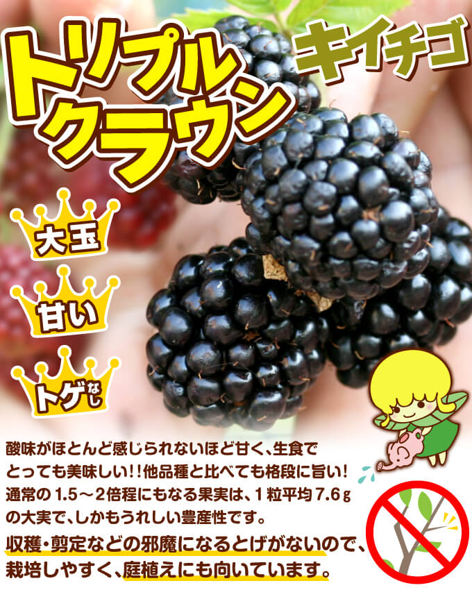 国華園オンラインショップ / 果樹苗 ブラックベリー トリプルクラウン 1株