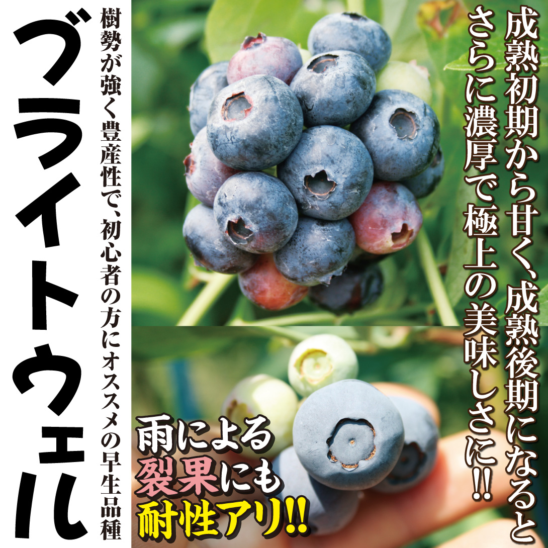 国華園オンラインショップ / 果樹苗 ラビットアイ系ブルーベリー