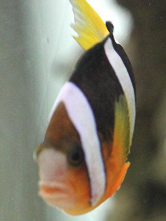 クマノミ（隈魚）【かぎけんWEB】