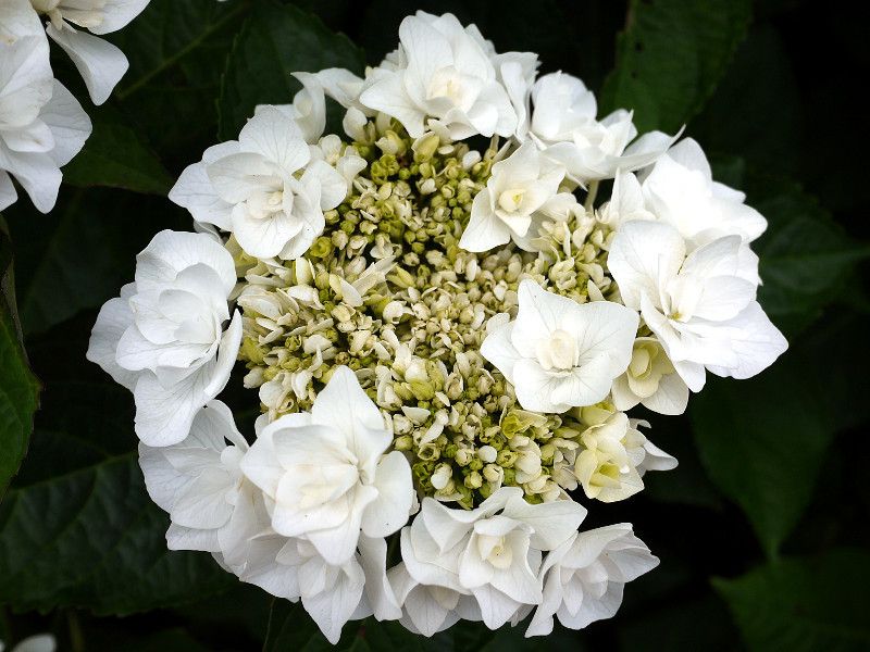 ガクアジサイ | Hydrangea macrophylla f.normalis | かぎけん花図鑑