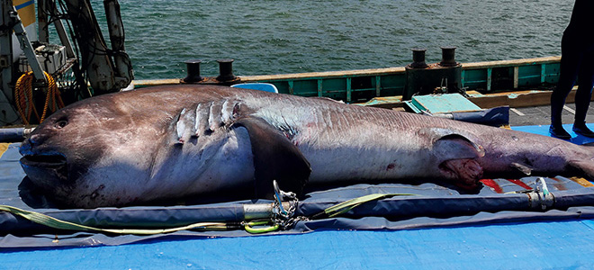 世界初！「メガマウスザメ」全身骨格標本を一般公開｜鴨川シーワールド