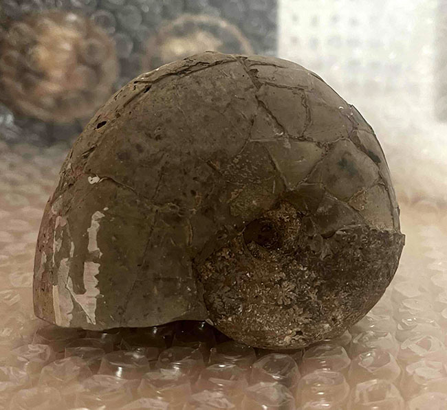 お客様の声 2ページ目 化石販売の化石セブン