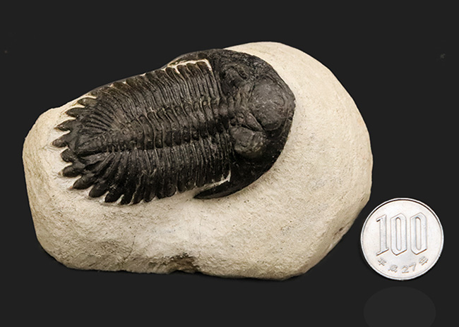 高品位ホラルドプス（Hollardops）｜鋭い頭部と立体的な頬棘が魅力の