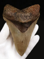 博物館クラスの化石のご紹介 ｜ 化石販売の化石セブン