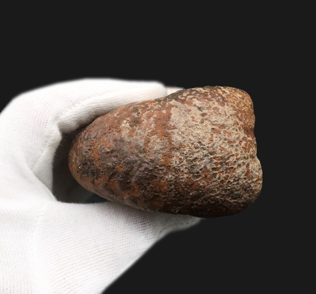 ベリーレア！鳥脚類恐竜、ランベオサウルス（Lambeosaurus）の腕の骨