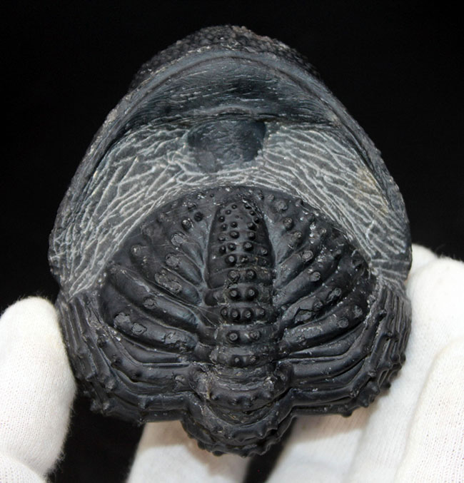 古生代デボン紀を代表する巨大な三葉虫、ドロトプス・メガロマニクス