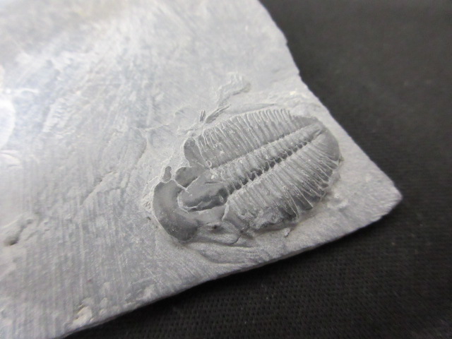 三葉虫化石 | KASEKIYA
