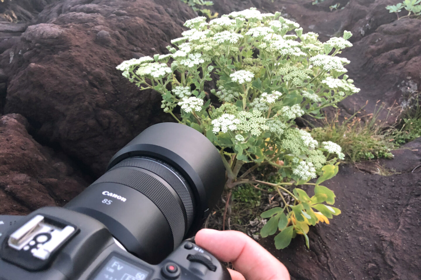 キヤノン RF85mm F1.2 L USMとRF85mm F2 MACRO IS STMを比較レビュー