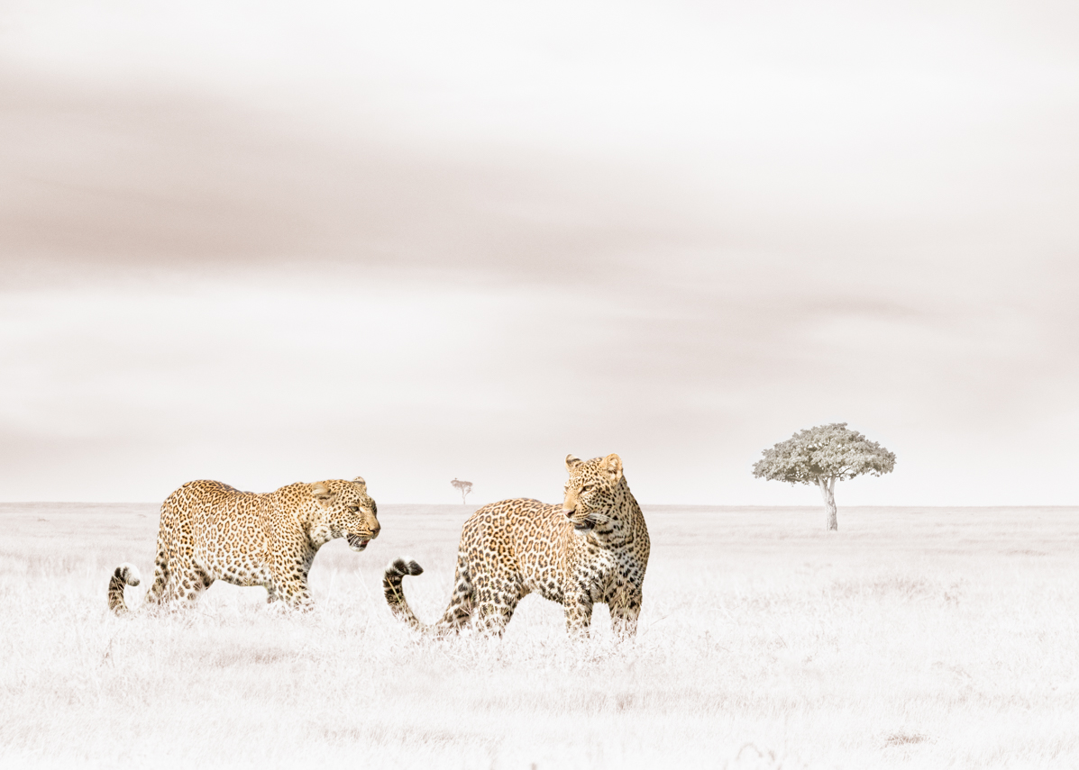 Leopard Duo - Klaus Tiedge Fine Art Wildlife Photography