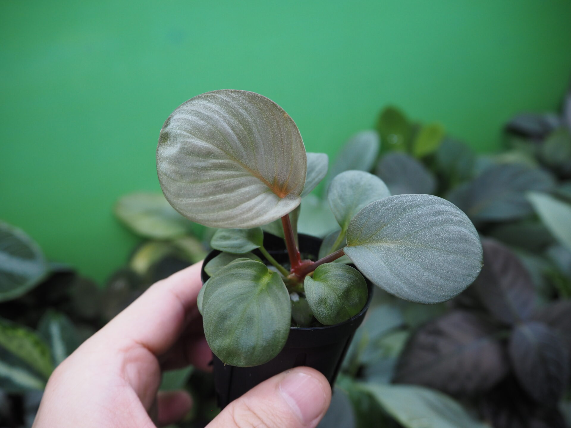 Rooted ! Homalomena sp. 月輪 Sumatera utara LA Rec130 F1 - KZT