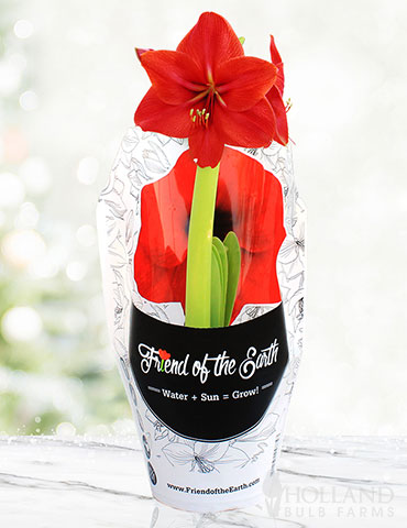 Red Lion Potted Amaryllis - Gift Ready | Holland Bulb Farms | 92214