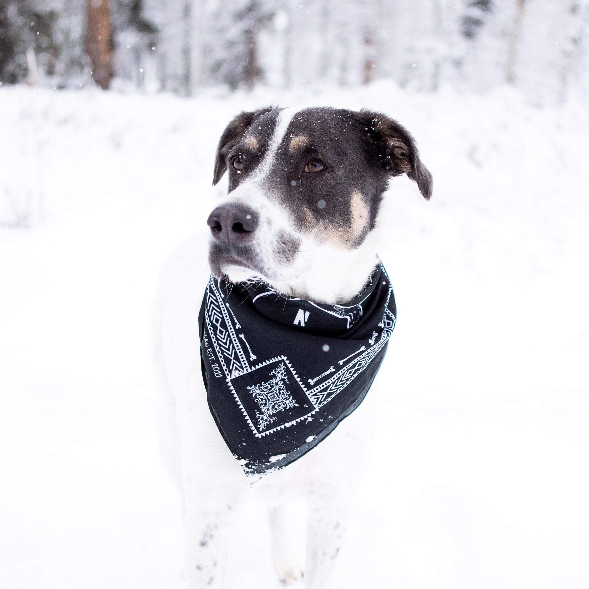 Hoonigan BONES Bandana | Nylon Material | Perfect for Automotive