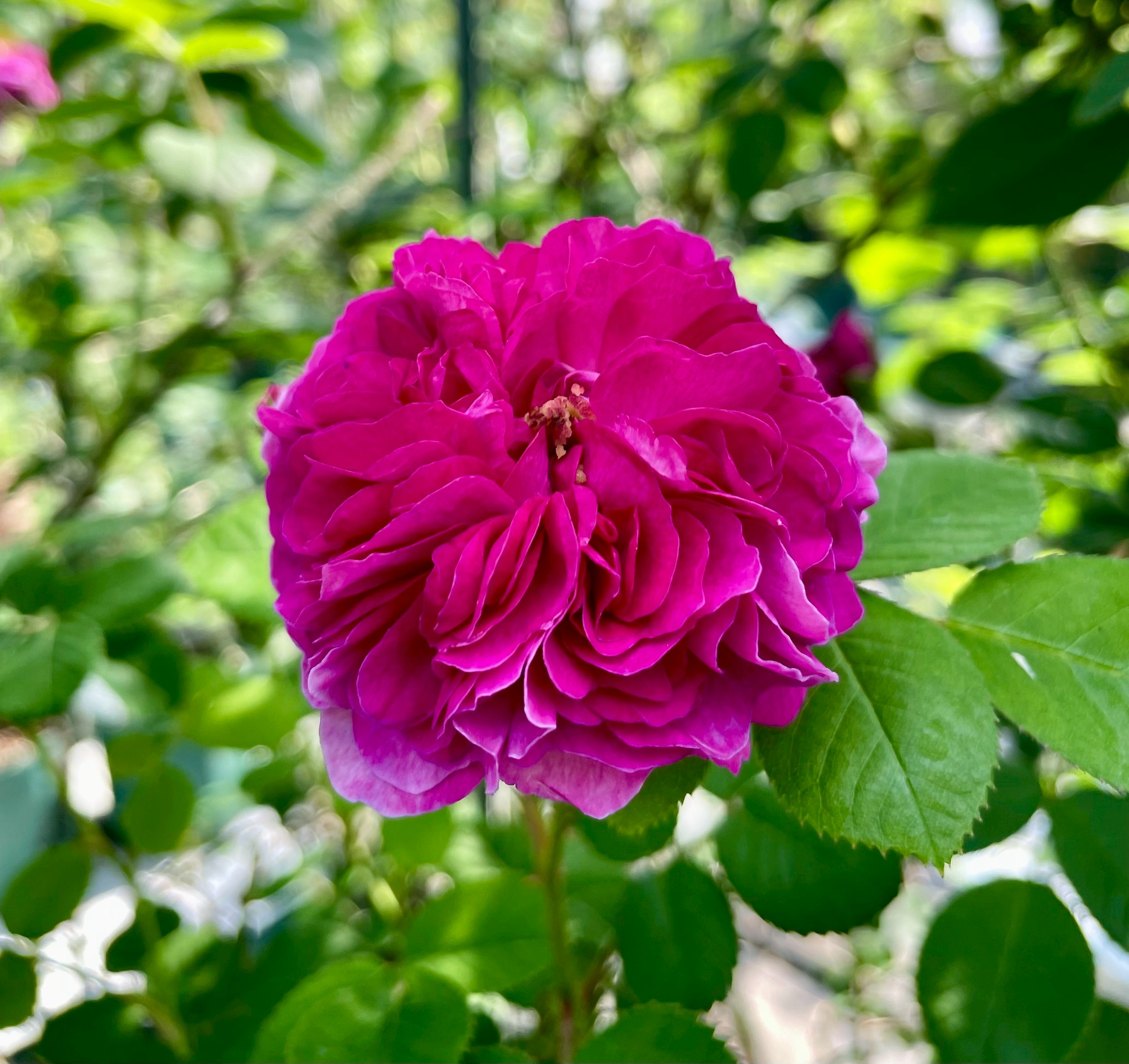 オールドローズつるバラ四季咲き大苗 モーツアルト Herb&Rose バラ苗