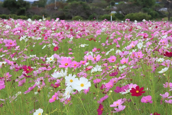 令和5年10月17日 白鳥地区のコスモスが見頃です／東かがわ市ホームページ