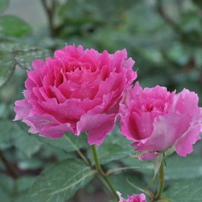 Sheherazad 天方夜谭 (Japan) – Hillside Rose Farm