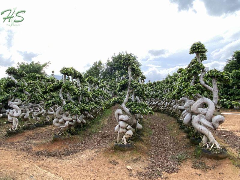 Ficus S Shape bonsai big size supplier,manufacturer