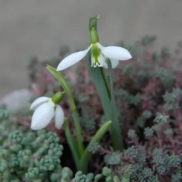 春を告げる白く可憐な花「スノードロップ」を育ててみよう | 植物と