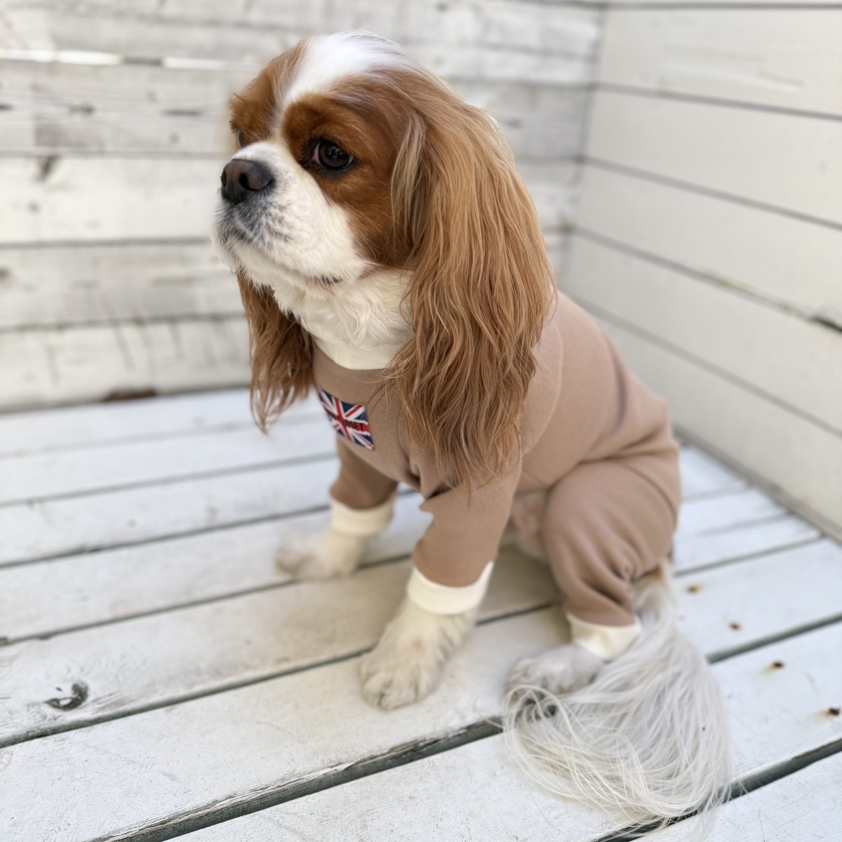 1月新作【キャバスーツ おくるみ2026】ほうじ茶ラテ - INU