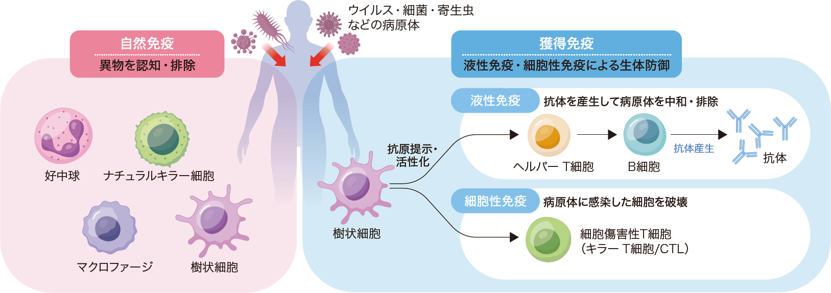 カラー解説 マウスとヒトの知見が交差する免疫学（藤尾 圭志） | 2026