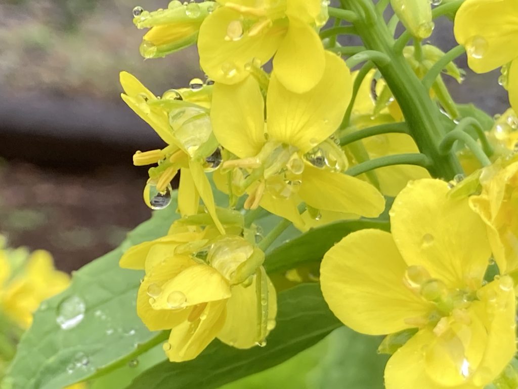 菜種梅雨 | お葬式・お墓のことならガーデニング霊園のいせや