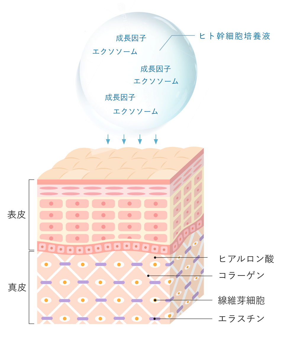 クリューベル ゴールドEXシリーズ｜ジェイエステティック【公式】