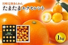 宮崎完熟きんかん【たまたまエクセレント】1kg: JAみやざき Tege