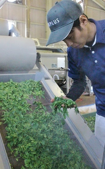 そのぎ茶【特上】100g×2袋: もぐもぐながさき|【JAタウン】産地直送