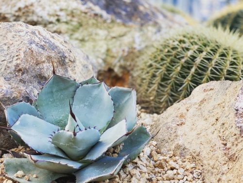 アガベ・パリー トランカータ｜Agave parryi var. truncata | DESERT INC.
