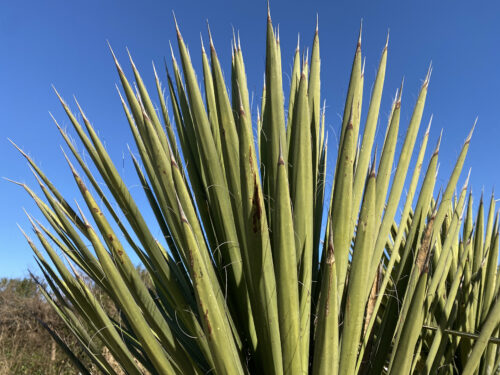 ユッカ・フィリフェラ｜Yucca filifera | DESERT INC.