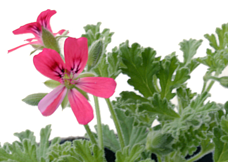 ゼラニウム・ブルボン-精油の販売店 - オレンジフラワー