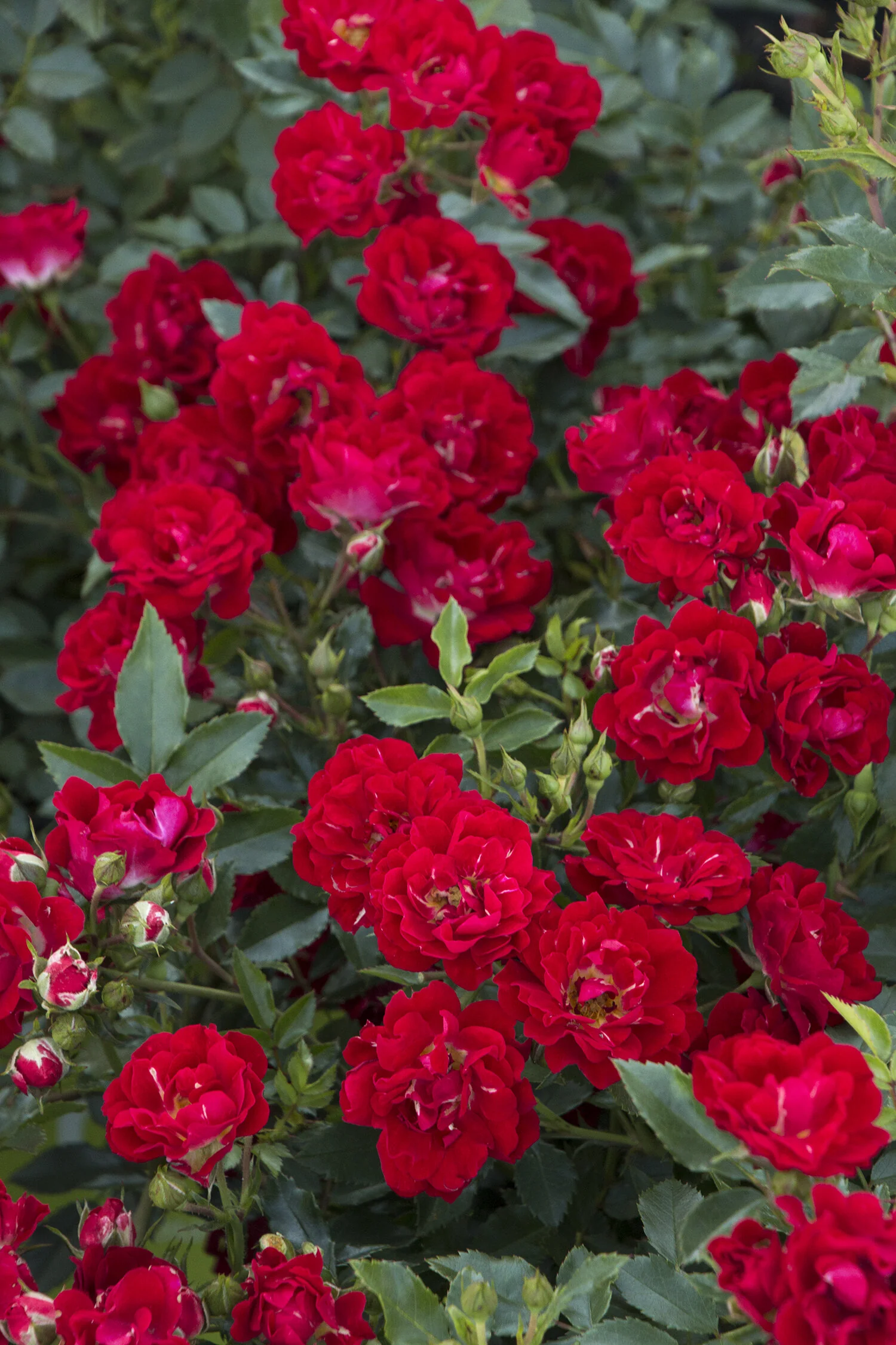 Red Drift® Groundcover Rose, Rosa hybrid 'Meigalpio', Monrovia Plant
