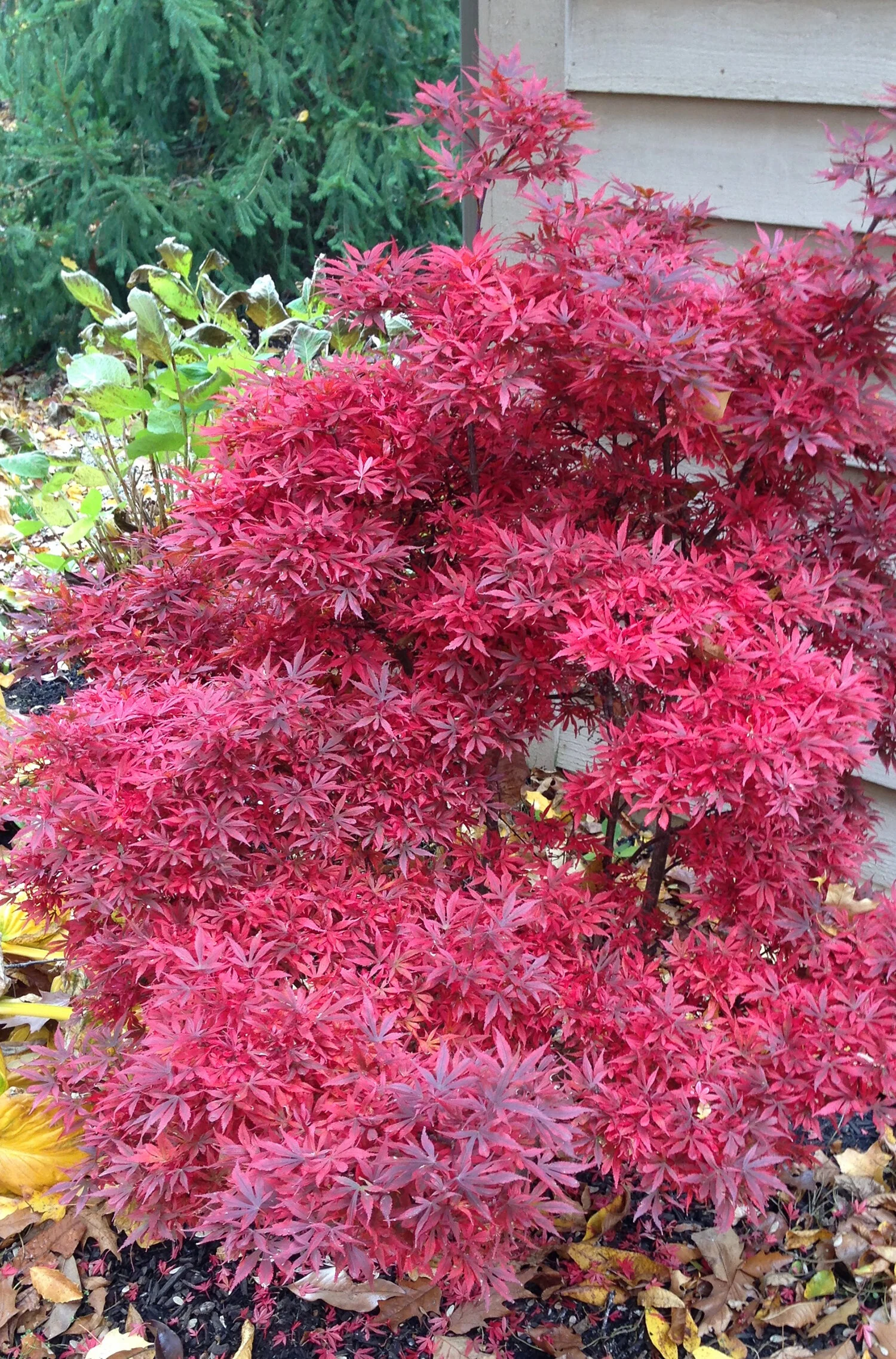 Shaina Japanese Maple, Acer palmatum 'Shaina', Monrovia Plant
