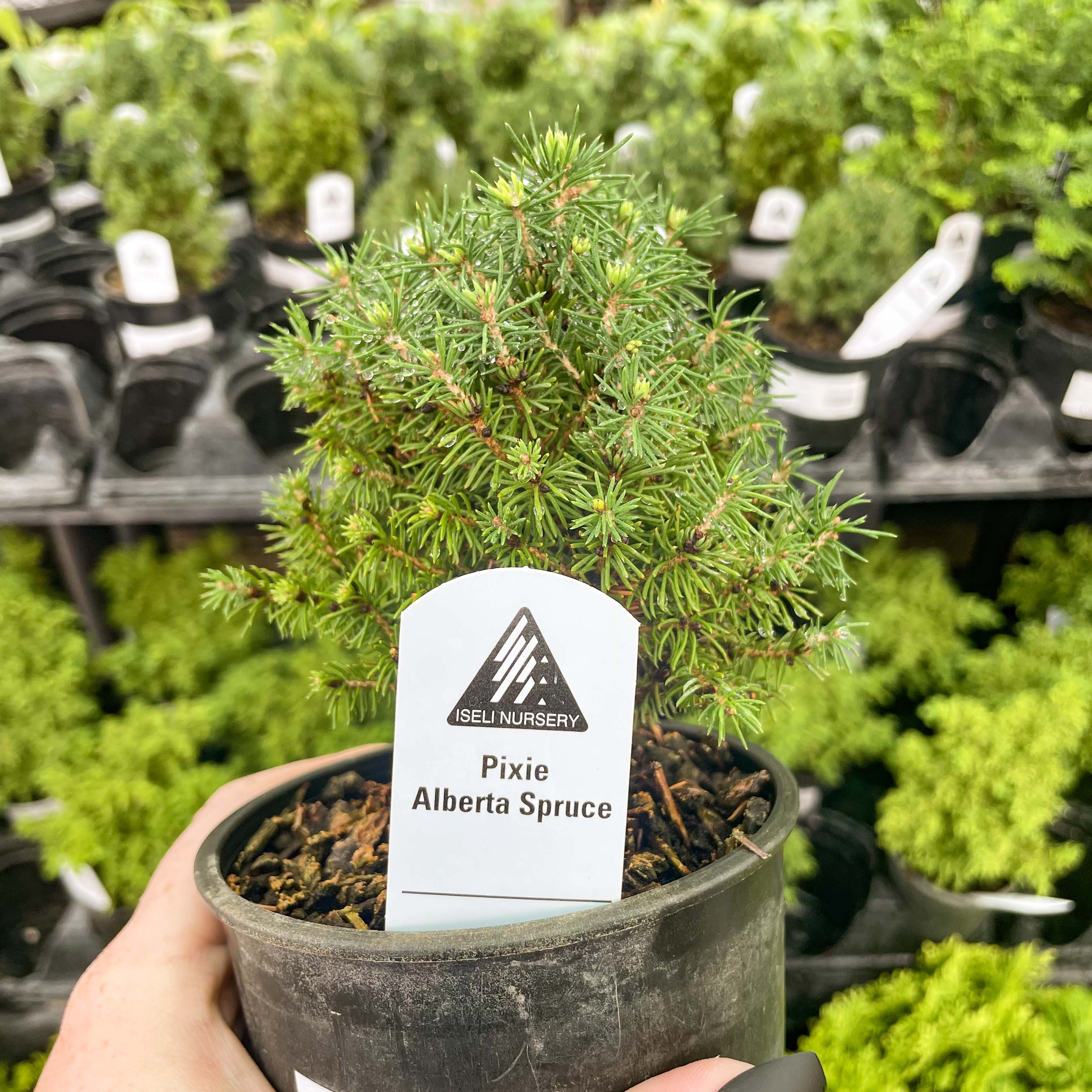 Pixie Alberta Spruce - Live Bonsai Starter, 4” Grower's Pot
