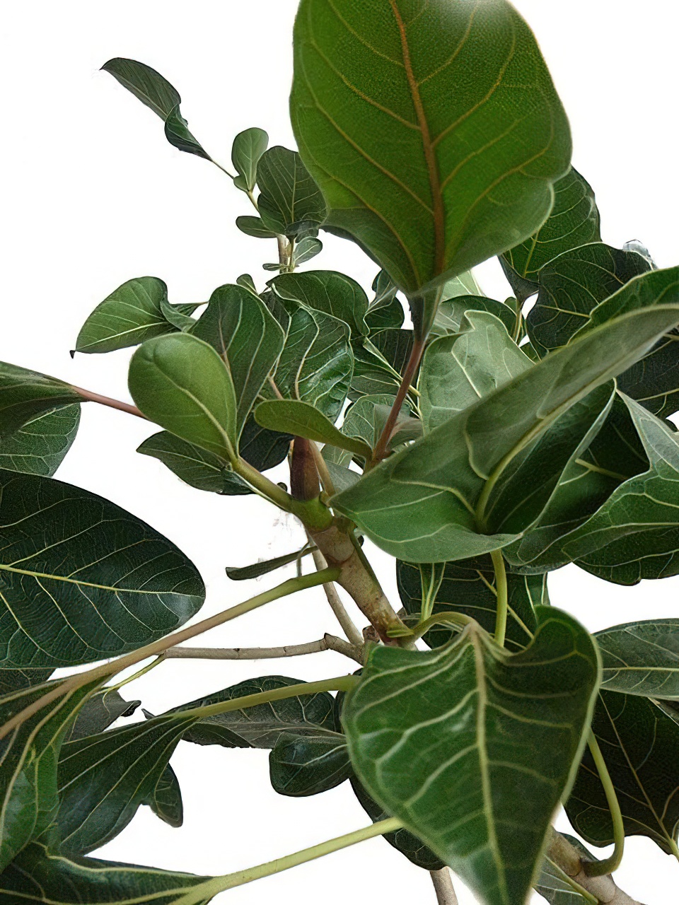 フィカス・ベンガレンシス・クリシュナ | HITOTOKI by MAKIMO PLANT