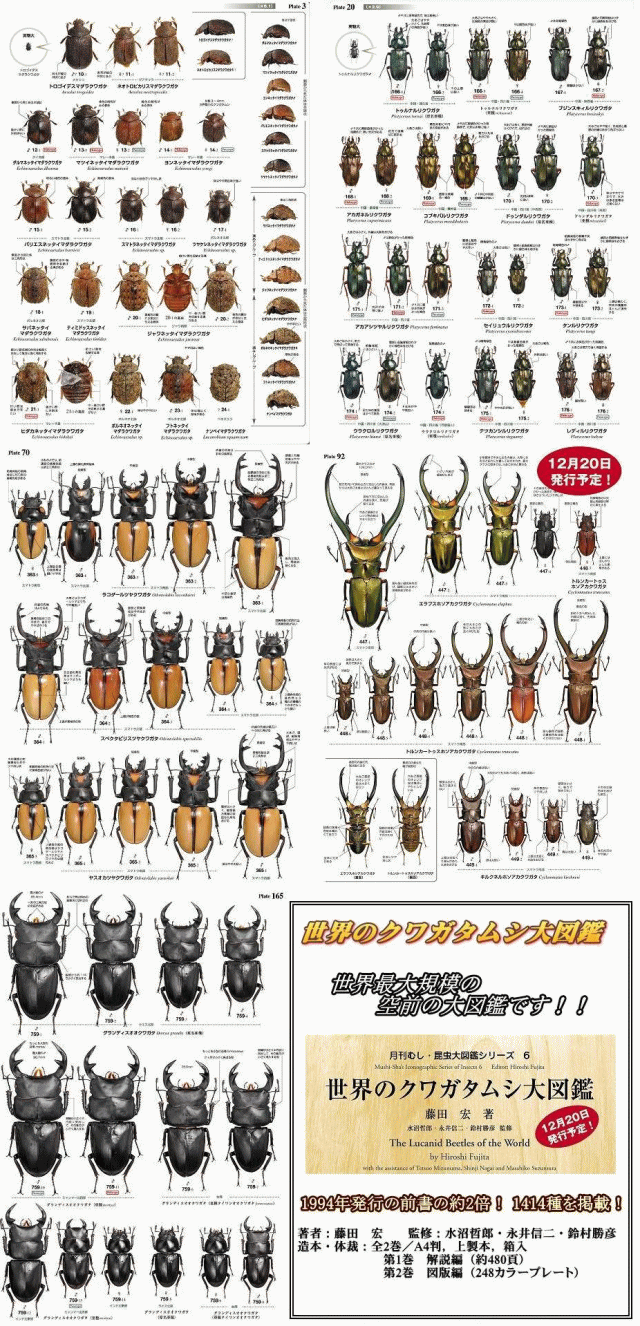 ポイント10倍＆送料無料！新 世界のクワガタムシ大図鑑 （有）むし社