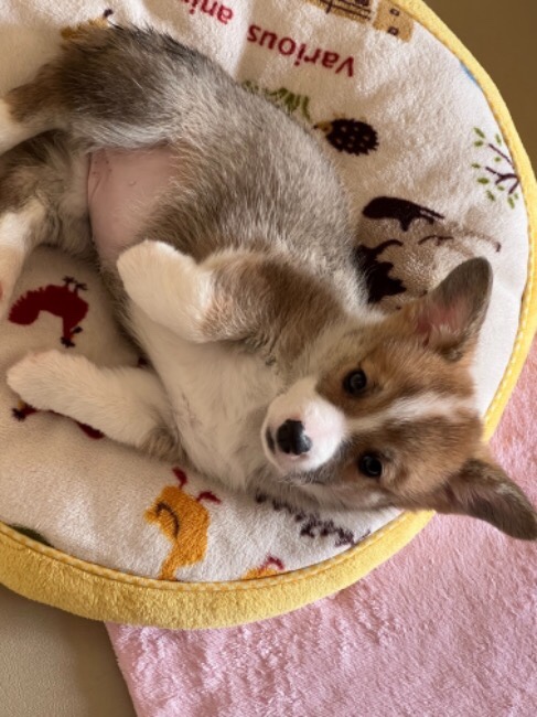 ロイヤルカナン SHN ミディアム パピー（子犬用） 【送料無料
