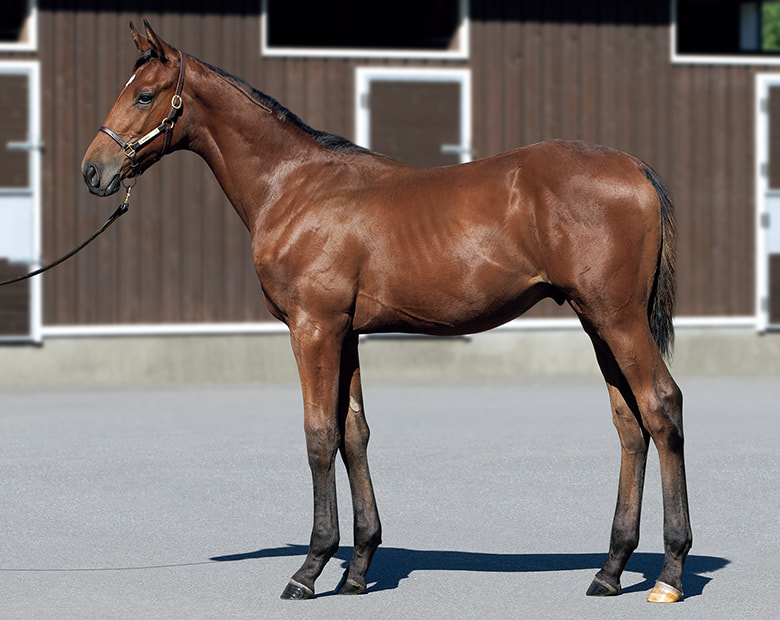 2024年 | ミックスセール | ノーザンファーム