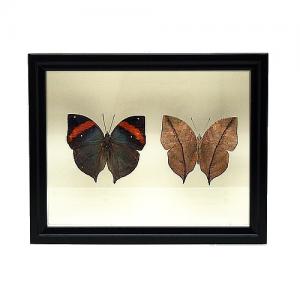 ムラサキコノハチョウ／裏展翅 , タグ「new」 , 蝶の標本 販売・通販の