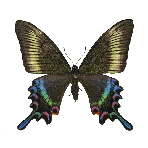 ミヤマカラスアゲハ／メス , アゲハ蝶科標本 , 蝶の標本 販売・通販の