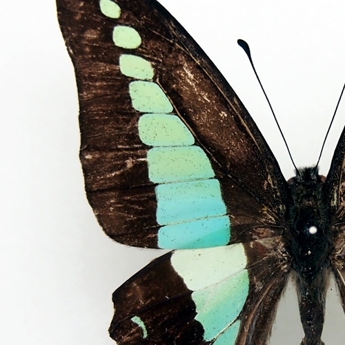 アオスジアゲハ , タグ「black」 , 蝶の標本 販売・通販のNatureShop