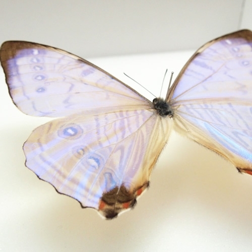 スルコウスキーモルフォ , 蝶の標本 販売・通販のNatureShop|モルフォ