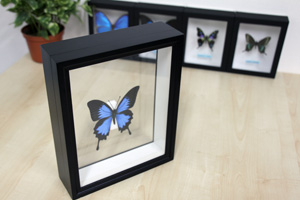 ツマベニチョウ , シロ蝶科標本 , 蝶の標本 販売・通販のNatureShop