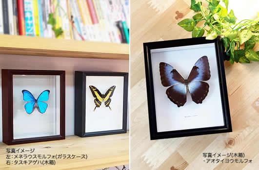 メガネトリバネアゲハ , 蝶の標本 販売・通販のNatureShop|モルフォや