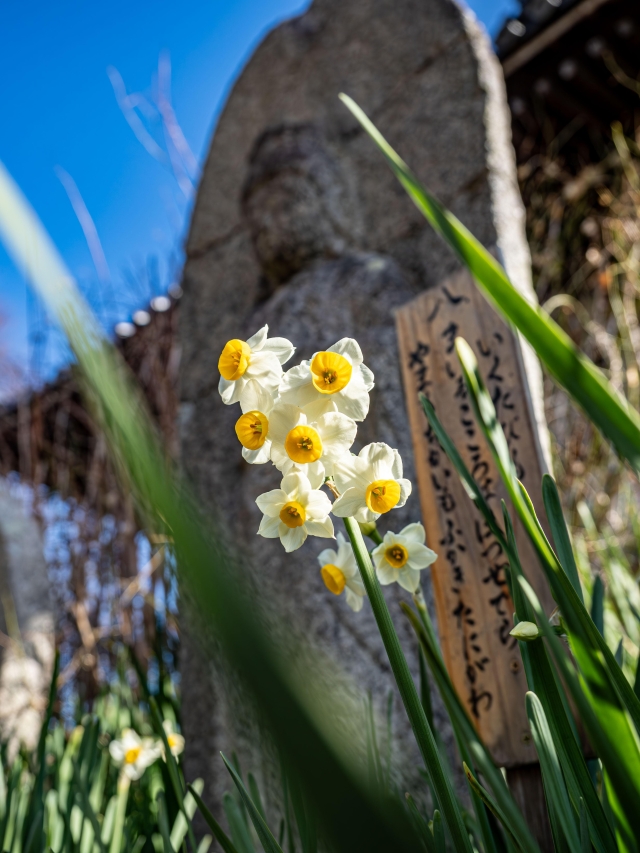 般若寺でスイセン開花 冬の境内を白く彩る - 奈良市｜奈良新聞デジタル